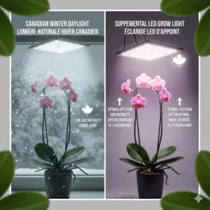 Infographic comparing natural light deficiency in Canadian winters vs. supplemental LED grow light requirements.