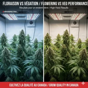 Flowering results under VIPARSPECTRA vs Spider Farmer grow lights for high-yield indoor cultivation.