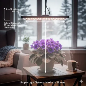Diagram showing the recommended 8 to 12 inch distance between LED grow lights and Saintpaulia foliage.