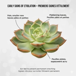 Close-up illustration of a succulent showing early signs of etiolation, such as leaf flattening and pale centers, due to lack of sunlight.