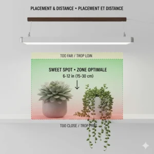 Illustration of the recommended hanging height for LED grow lights above succulents to provide enough intensity to prevent etiolation.