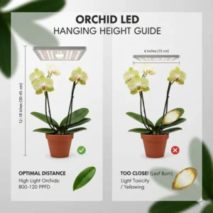 Illustration showing the optimal distance between LED grow lights and Phalaenopsis orchids to prevent leaf burn.