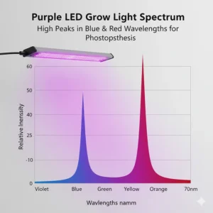 A spectral distribution chart for purple grow lights highlighting high energy peaks in the red and blue wavelengths for plant photosynthesis.