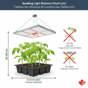 Illustration showing the optimal height in centimeters between grow lights and tomato seedlings to prevent leggy growth.