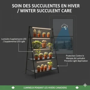 Illustration of succulents under a $100 grow light stand, providing supplemental light during dark Canadian winters.