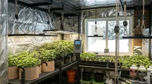 Easy-roll pulley system grow light accessories for adjusting light height as indoor cannabis or tomato plants grow.