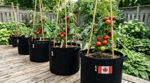 Illustration of multiple 5 gallon grow bags with tomatoes neatly arranged in a row. A Canadian flag is subtly included in the design to indicate localized context.
