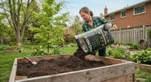 Gardener pouring nutrient-rich garden soil into a wooden raised bed in a backyard