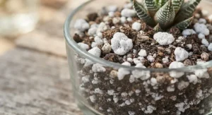 Close-up view of coarse perlite for succulents and cacti blended into a well-draining soil mix.