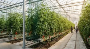 Gardener harvesting fresh cucumbers growing abundantly on sturdy garden trellis netting for climbing vegetables.
