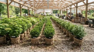 Potted perennials safely housed inside a 10x12 greenhouse for serious gardeners during freezing temperatures.